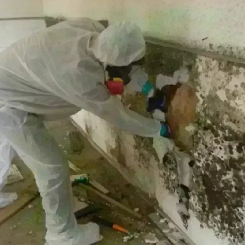 Mold Remediation and Removal in Dayton, TN